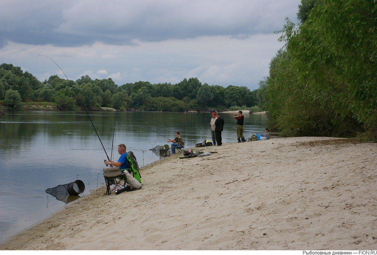 Река пшиш рыбалка. Рыба в реке упа тульская область. Белоглазка рыба. Рыба которая водится в десне. Река десна рыба.