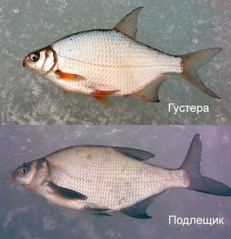 Рыба лещ фото и описание