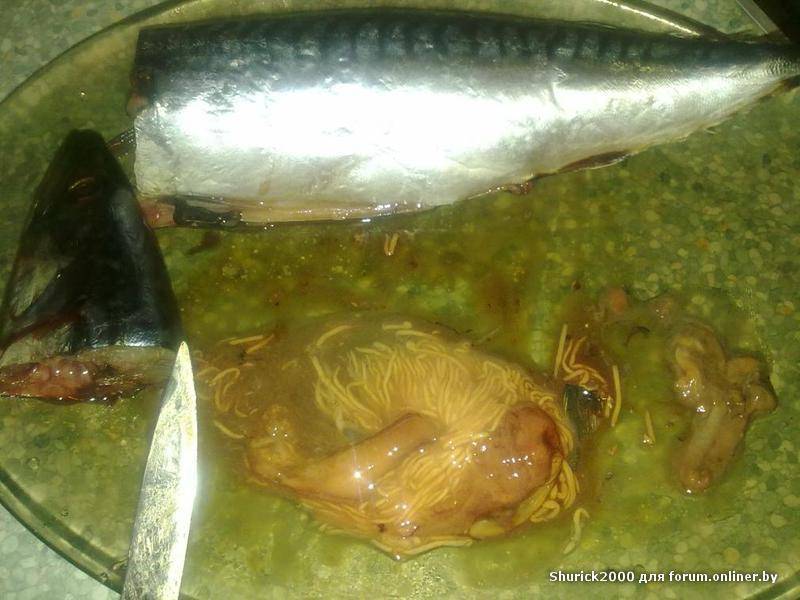 Глисты в рыбе: как выглядят и что делать, если съели зараженную рыбу - полонсил.ру - социальная сеть здоровья - медиаплатформа миртесен