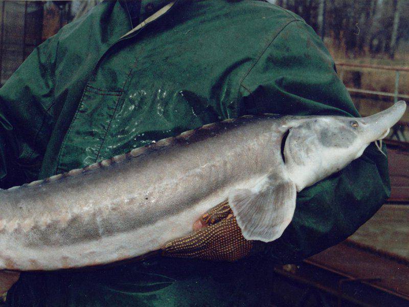 Рыба белуга: значение и искусственное разведение — cельхозпортал