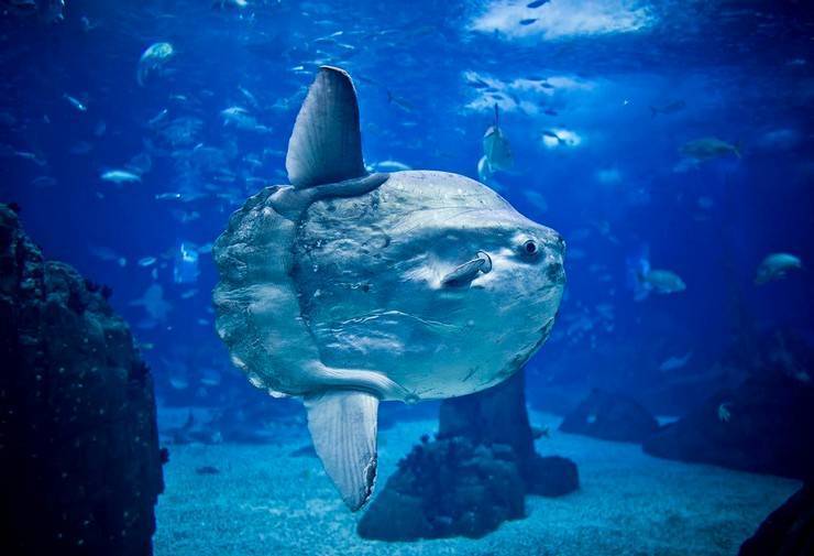 Топ-10 самых крупных пресноводных рыб мира (10 фото) — нло мир интернет — журнал об нло