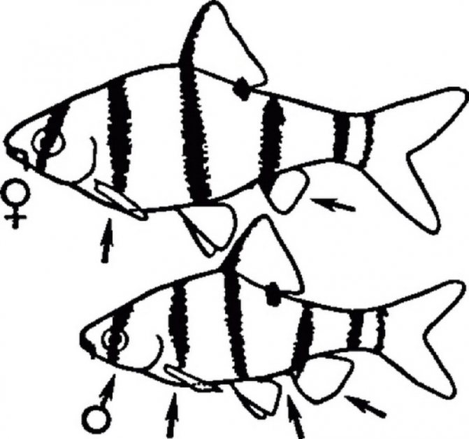 Суматранский барбус: фото рыбки, содержание, разведение, совместимость, видео
суматранский барбус: фото рыбки, содержание, разведение, совместимость, видео
