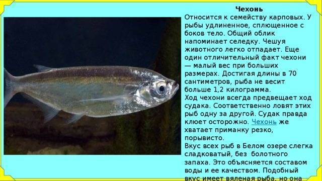 Рыба чехонь (чешка, чухонь, сабляица) - описание, снасти, ловля