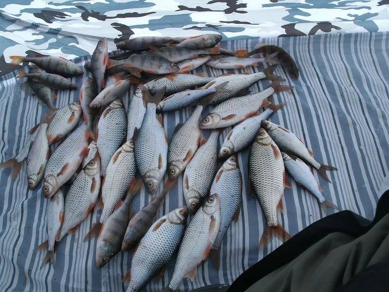 12 лучших рыболовных мест курганской области | животный мир