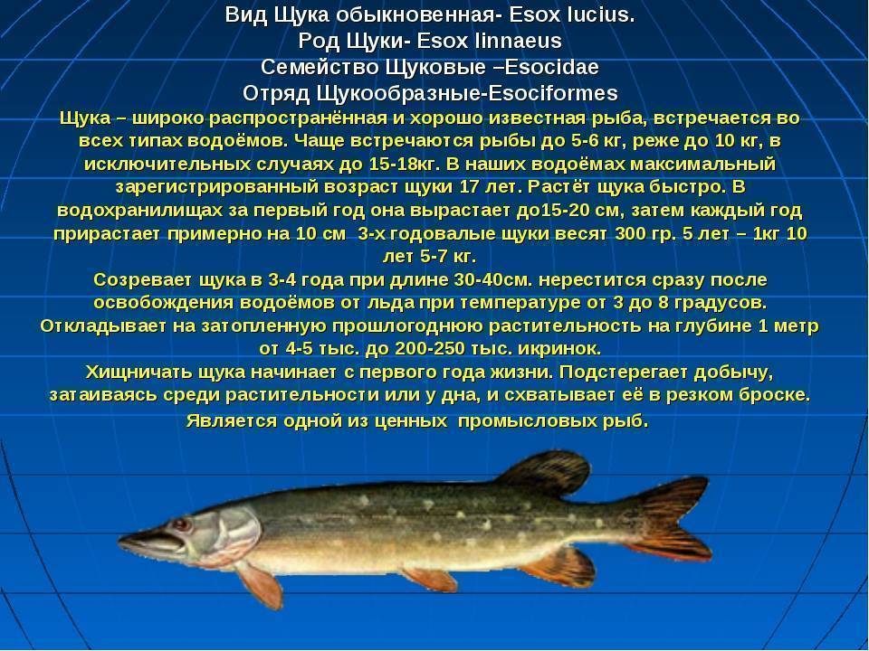 Описание и поведение рыб семейства вьюновых. рыбы семейства вьюновых, cлова из 5 букв