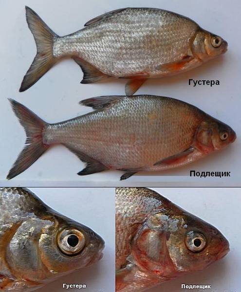 Густера: 115 фото рыбы, отличительные черты, нерест и распространение вида