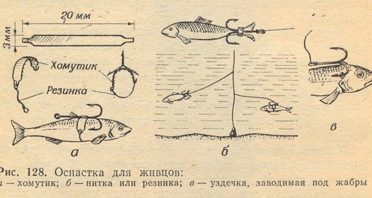 Как подобрать живца для рыбалки