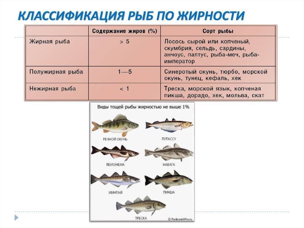 Нежирная рыба для диеты, список сортов и как можно приготовить