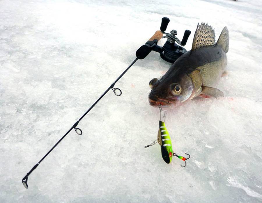 Зимняя ловля судака: все о водоемах, снастях и лучших приманках, а также видео-инструкция о рыбалке со льда
