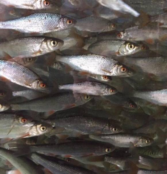 Процесс спаривания рыб: краткое строение половой системы, способы размножения рыбок