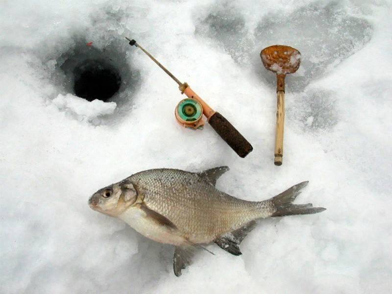 Рыбалка в глухозимье - где и какую рыбу ловить?