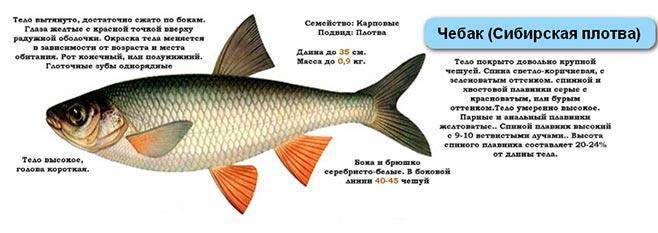 Чебак или плотва: тонкости ловли сибирской рыбы - рыбалка