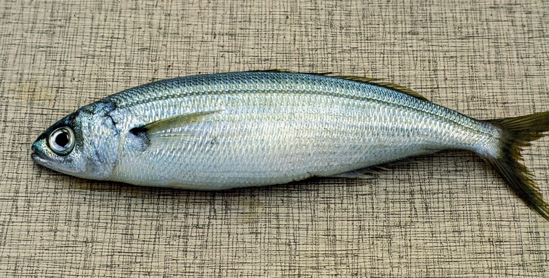 Берш фото и описание – каталог рыб, смотреть онлайн
