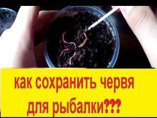 Как хранить дома червей для рыбалки: хранение дождевого червя в домашних условиях, как правильно сохранить в холодильнике
