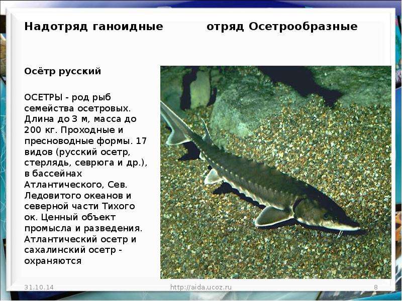 ᐉ список осетровых рыб: названия, описание и фото, какие рыбы относятся - kcc-zoo.ru