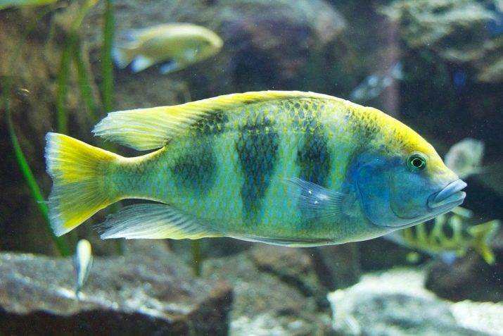 Золотая рыбка - 65 фото самой популярной обитательницы аквариума