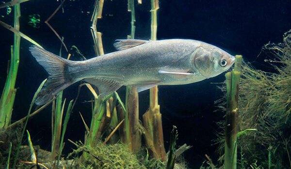 Рыба толстолобик: где водится, чем питается, польза и вред