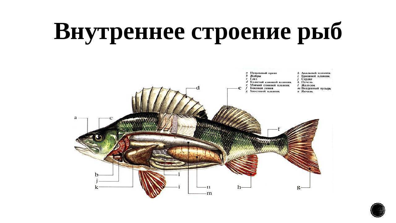 Внутреннее строение рыбы рисунок