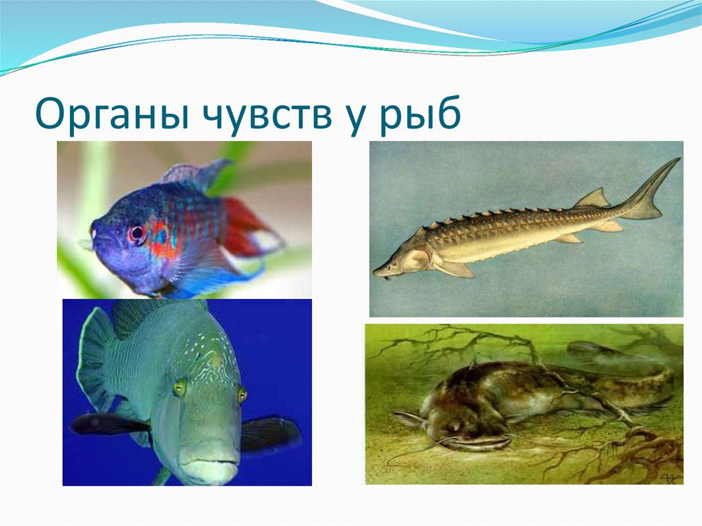 Какие ноздри у рыб. Органы чувств рыб. Осязание у рыб. Органы обоняния у рыб. Органы чувств рыб строение.