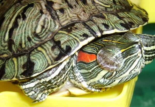 Что делать, если красноухая черепаха не ест, очень вялая и спит. возможные причины потери аппетита | энциклопедия домашних животных