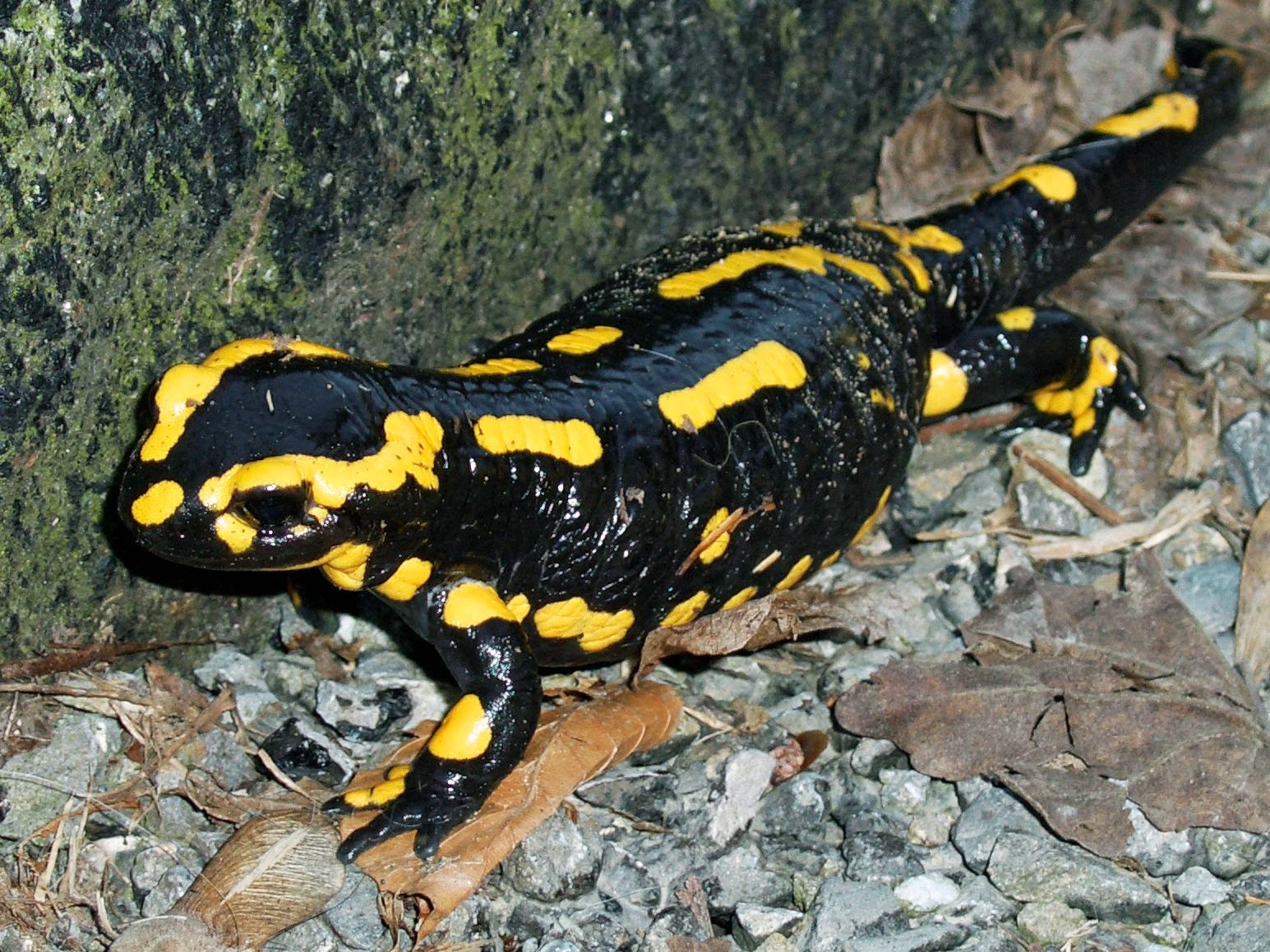 Огненная саламандра: где обитает, как выглядит, виды