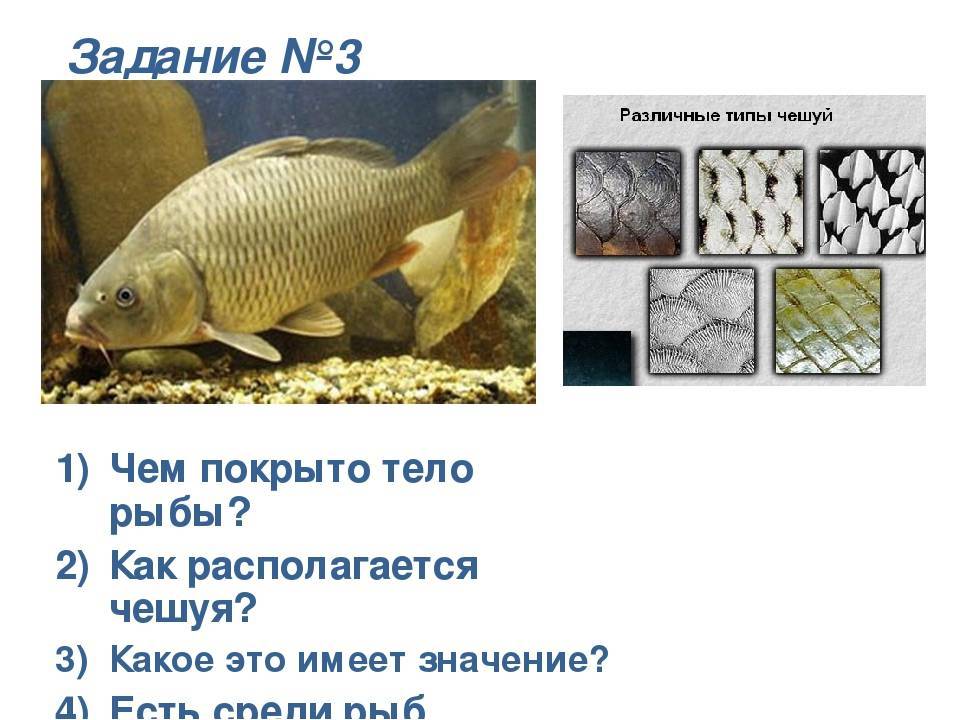 Какие болезни бывают у рыб?
