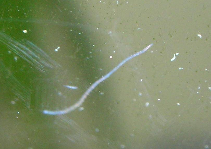 Белый налет в аквариуме на рыбках и стенках емкости: что это, чем можно отмыть, почему появляется на коряге и как правильно очистить стекло в домашних условиях
