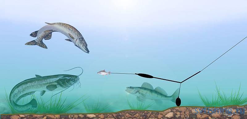 Сомы чернобыля и рыбалка в припяти: можно ли рыбачить и какие ограничения?