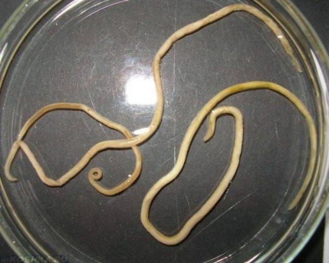 Тип круглые черви. общая характеристика, строение, размножение, разнообразие и значение круглых червей | биология