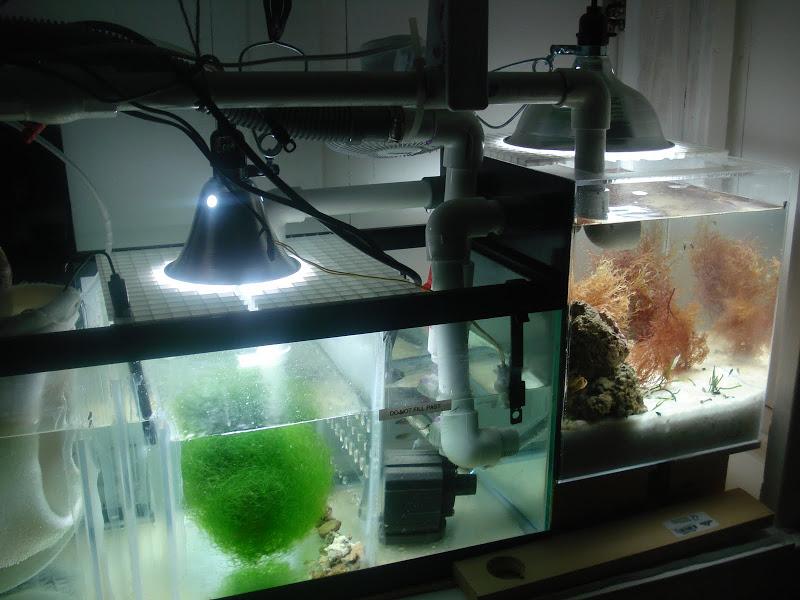 Какой фильтр для аквариума выбрать: внешний или внутренний, топ лучших
