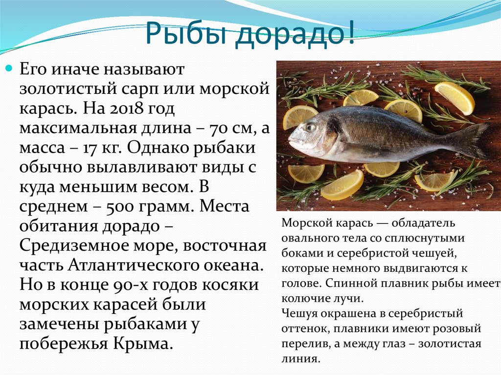 Рыба налим или обыкновенный налим