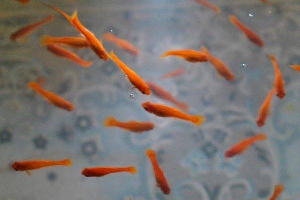 Меченосец: особенности содержания в аквариумных условиях, размер, разведение рыбок и уход за потомством