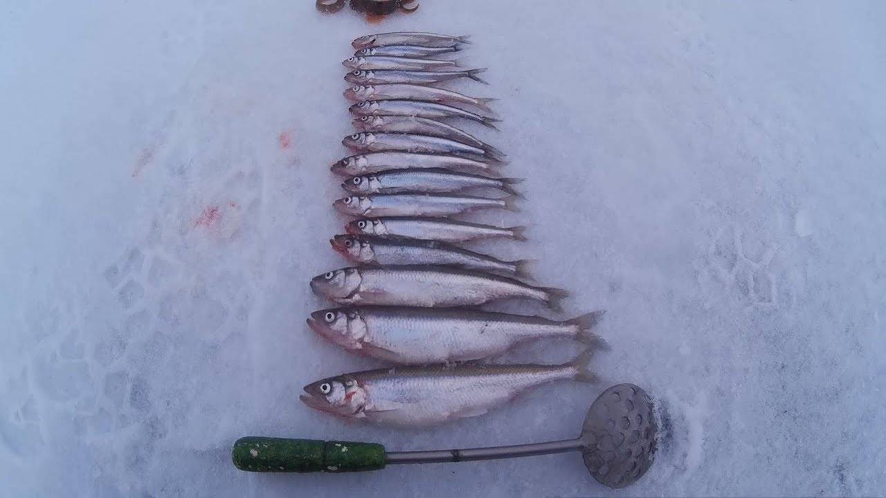 Рыбалка в районе Финского залива