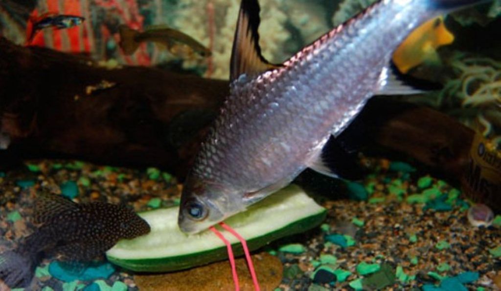 Акулий балу: фото, содержание, разведение и совместимость с другими рыбами в аквариуме