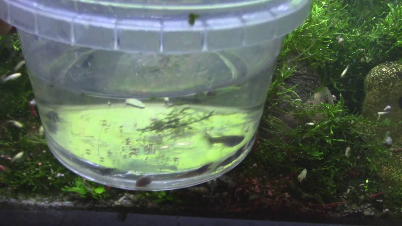 Креветки фильтраторы – особенности содержания и размножения
