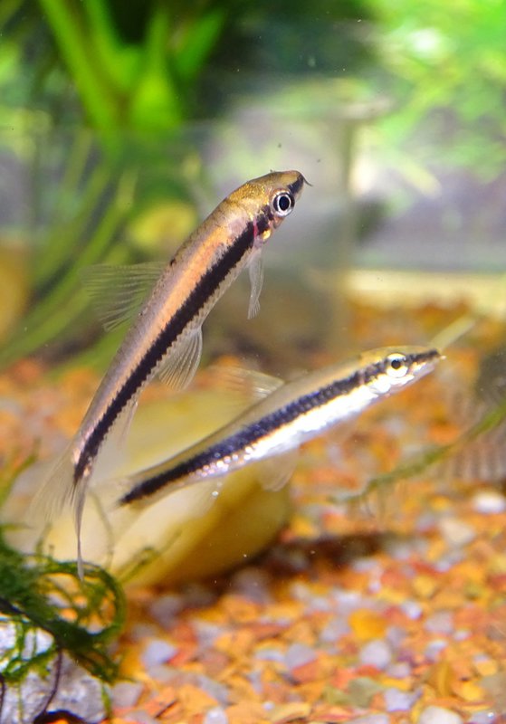 Аквариумные рыбки водорослееды фото с названиями и описанием