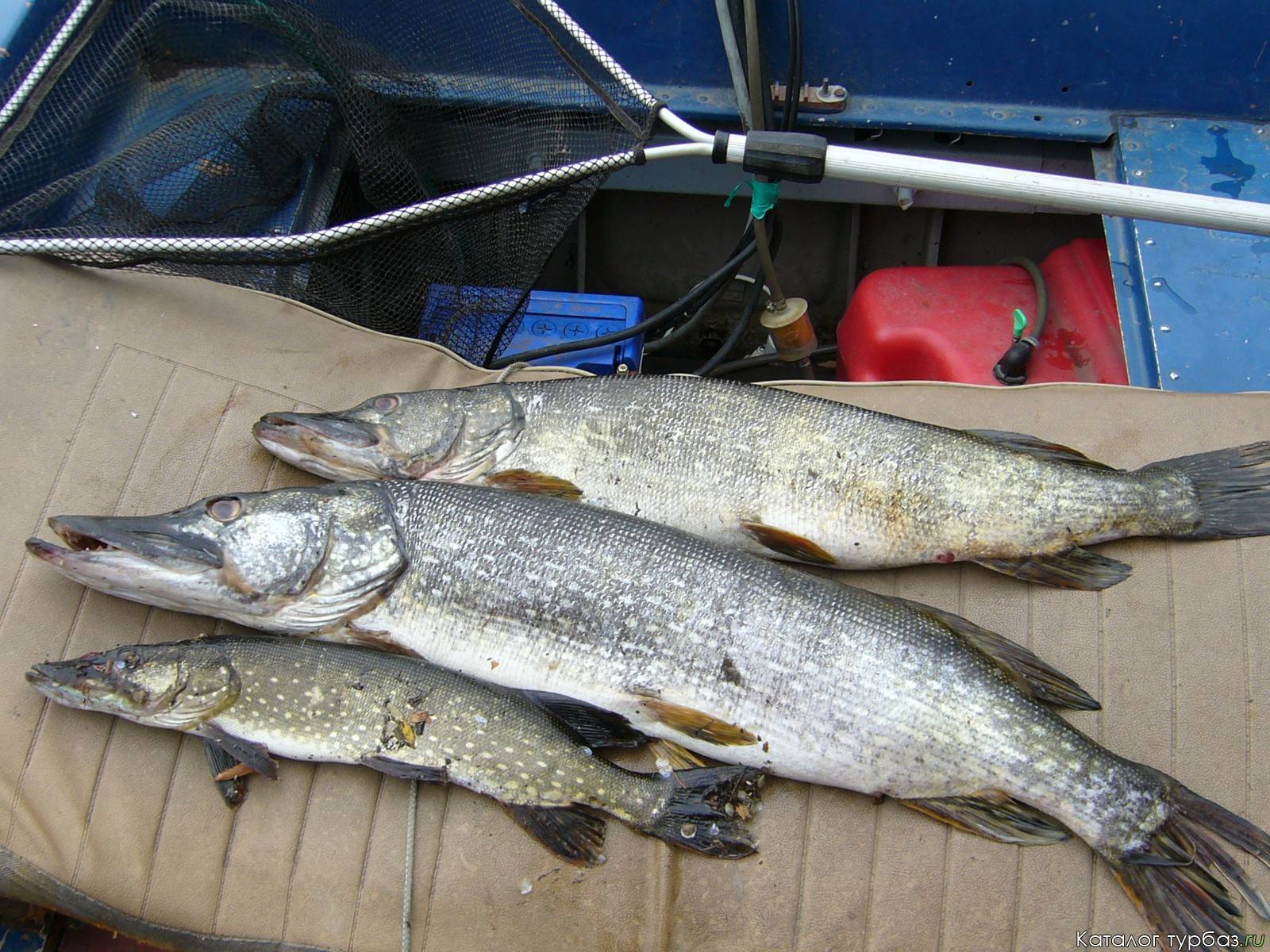 Рыбалка в водоемах тверской области: платные и бесплатные озера и пруды, лов на волге