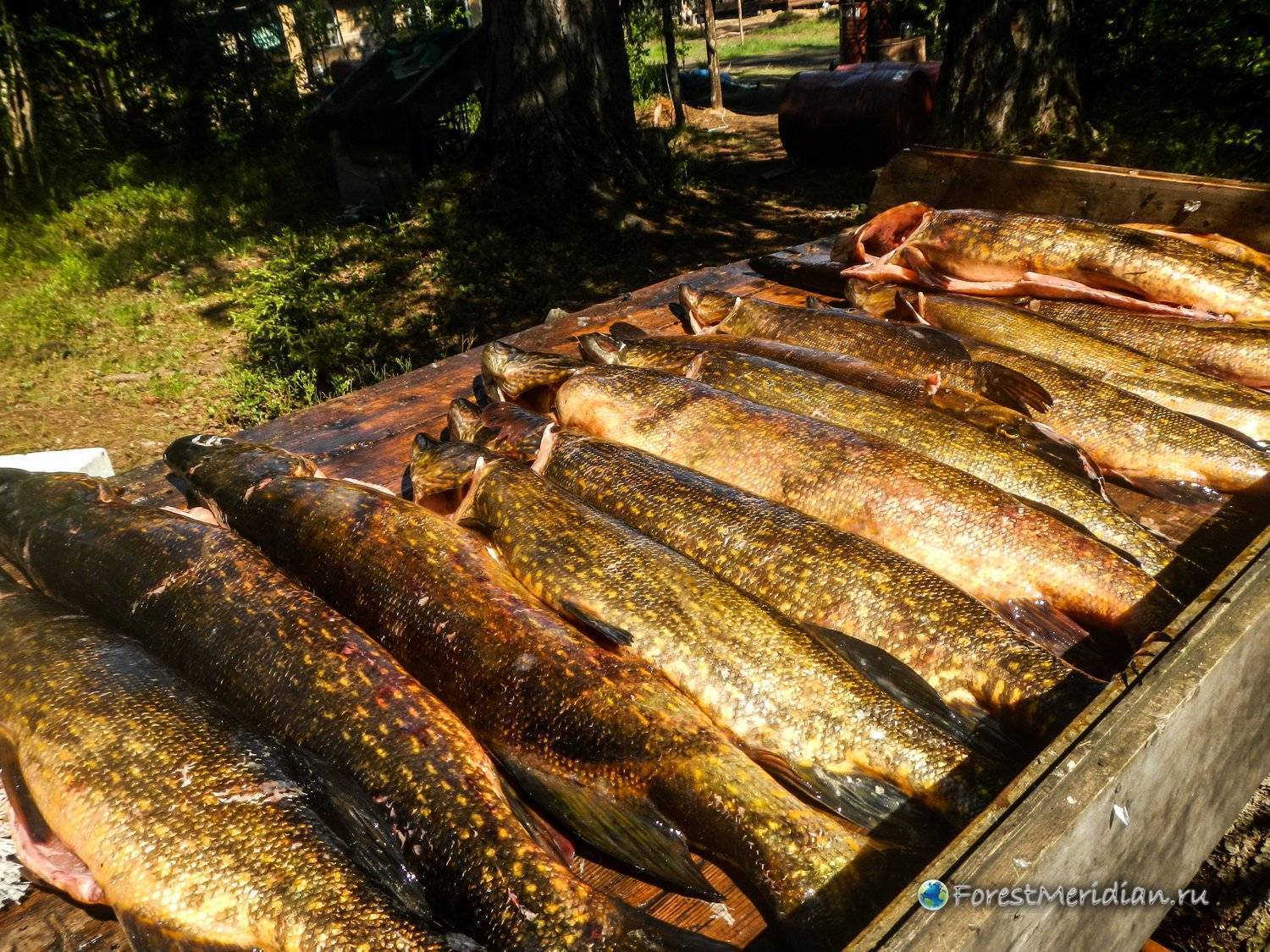 Рыбалка на реке мста новгородской области
