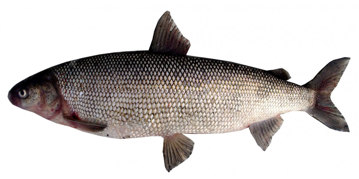 Рыба хек: фото и описание, где водится, среда обитания