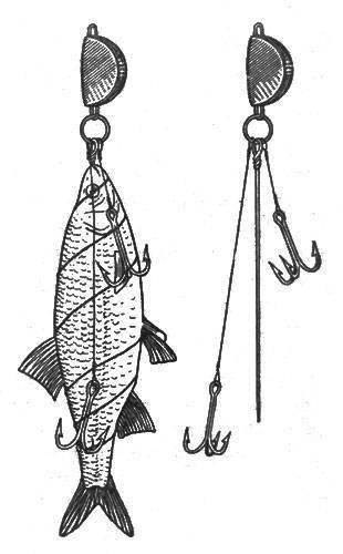 Как сделать ловушку для рыбы, или как поймать рыбу без удочки