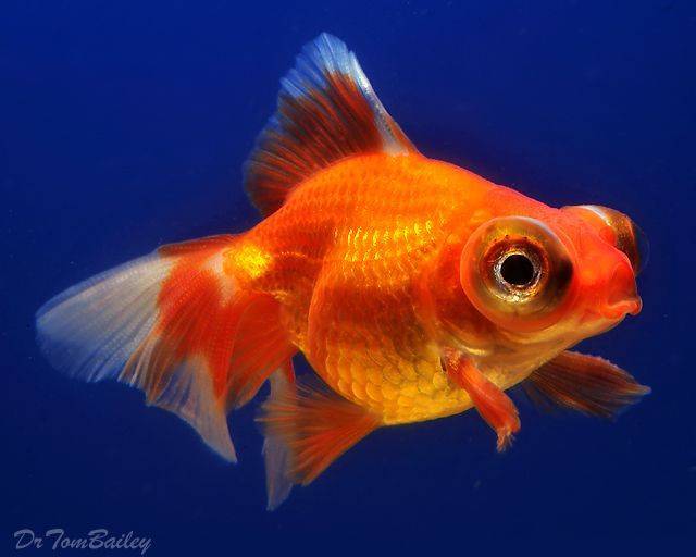 Золотые рыбки уход и содержание в аквариуме: виды, совместимость, кормление, размножение, болезни.