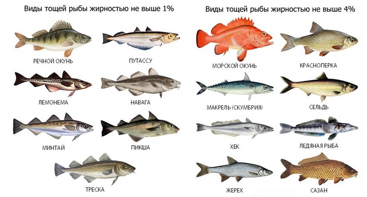 К какой породе рыб относится. Речные рыбы названия. Морская рыба названия. Разновидности рыб морских. Название промысловых рыб.