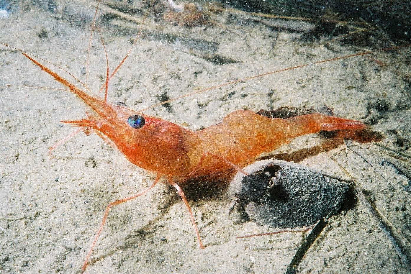 Узв для выращивания креветки ваннамей (система биофлок). equipment for growing shrimp vannamei.