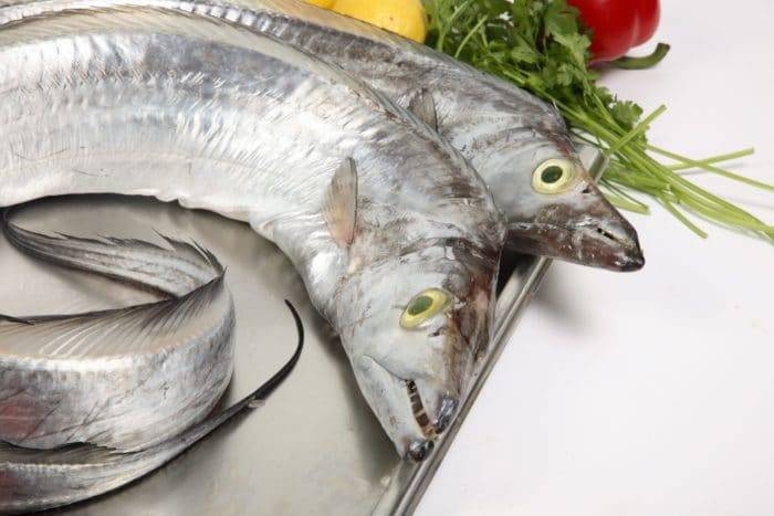 Рыба лещ: подробная характеристика, ловля и разведение