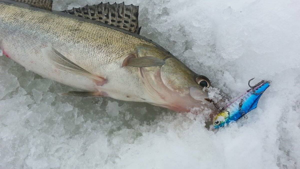 Зимняя рыбалка на судака – секреты успешной рыбалки