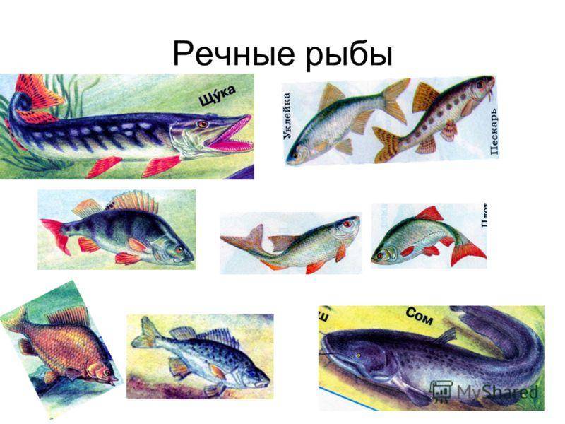 Озерные рыбы картинки для детей с названиями