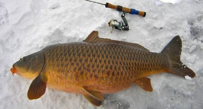 Ловля карпа зимой - читайте на сatcher.fish