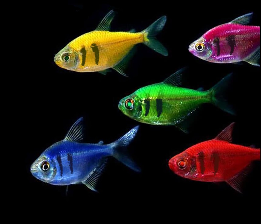Рыбки петушки: уход и содержание, совместимость, размножение, виды, фото, видео | блог аквариумиста