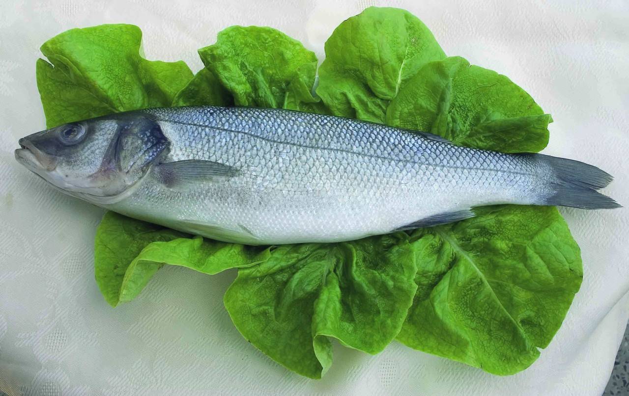 Рыба сибас: калорийность, польза и вред для организма, рецепт приготовления в духовке (в фольге)