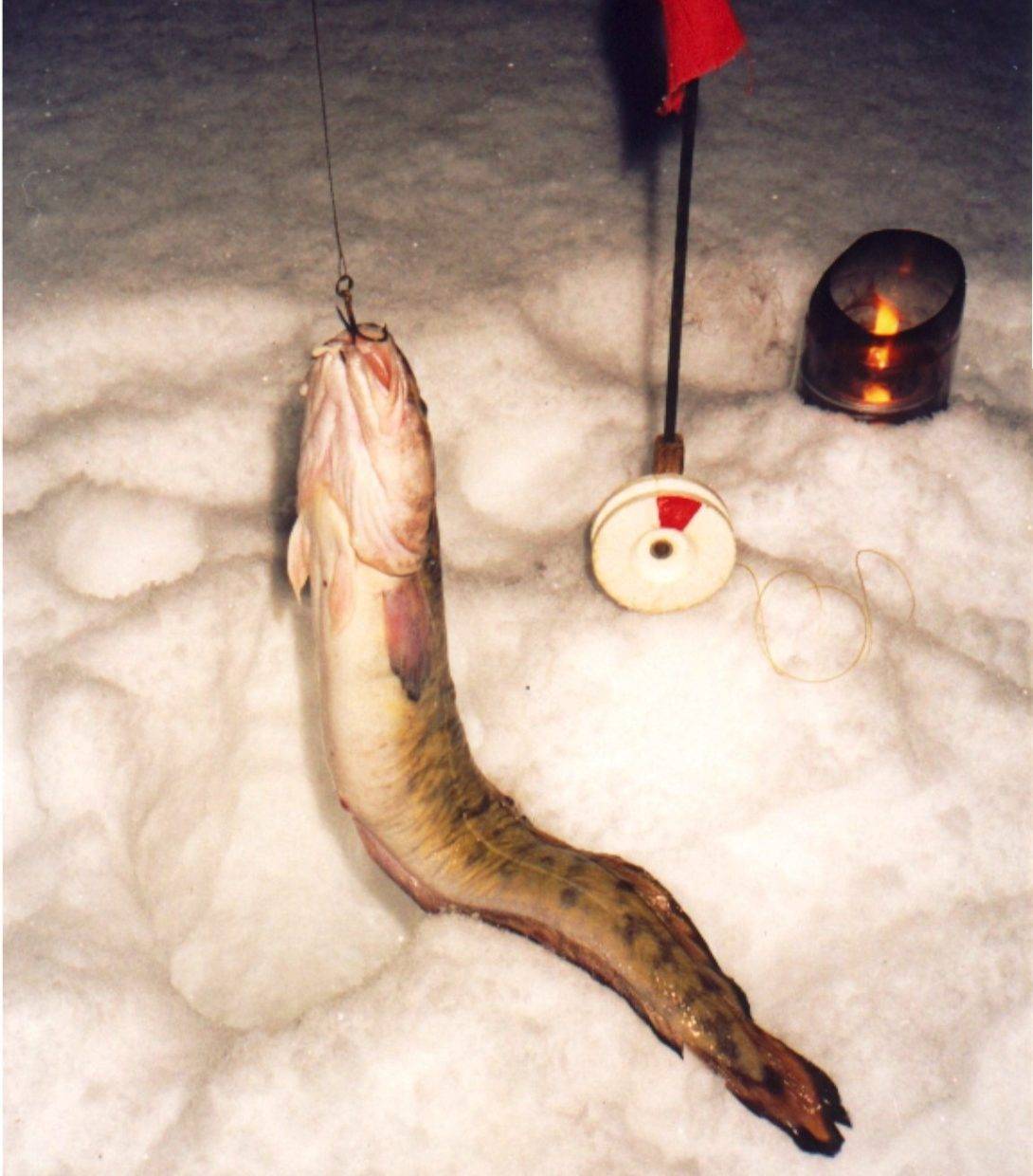 Ловля налима зимой – где искать рыбу и чем прикармливать [2019]
